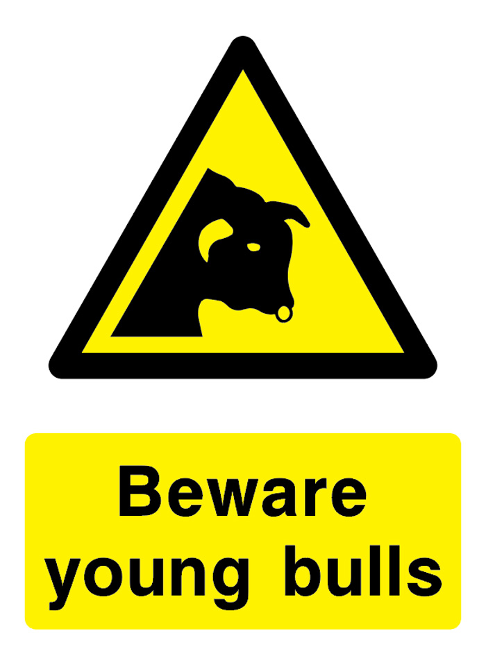 Beware - Young Bulls