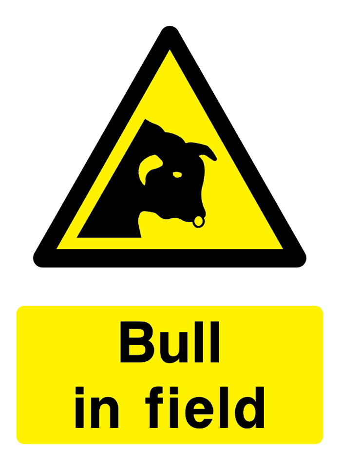 Bull In Fied