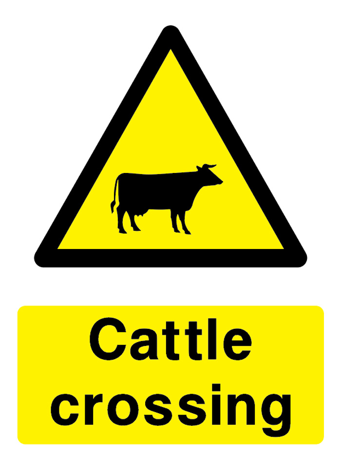 Cattle Crossing