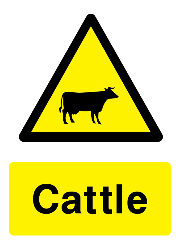 Cattle