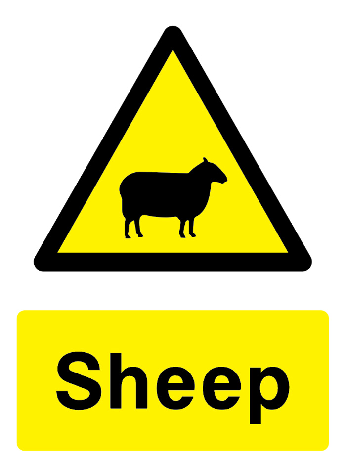 Sheep