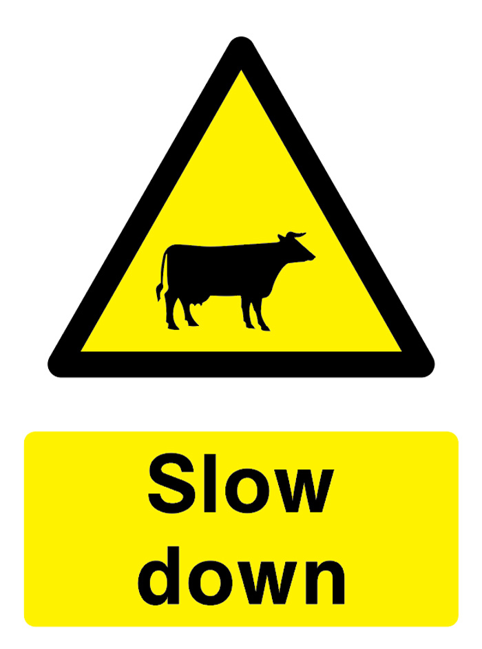 Slow Down (Cattle)